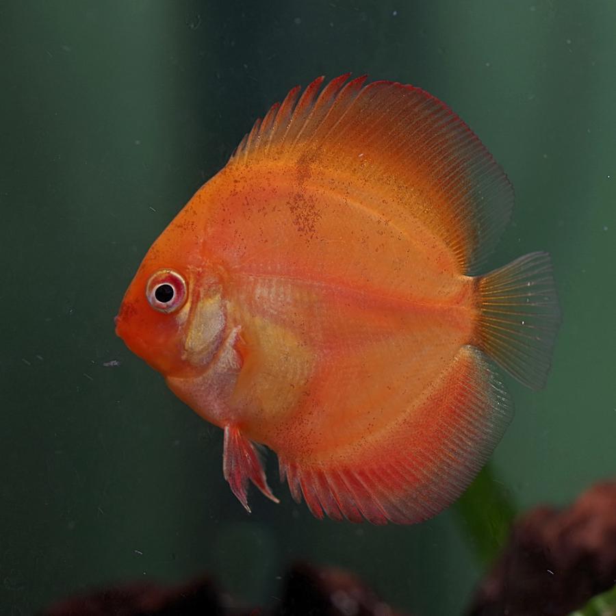 スーパーセール 熱帯魚 生体 ピジョン 有名な ブラッド 約3 5cm １匹 タイ産 ディスカス