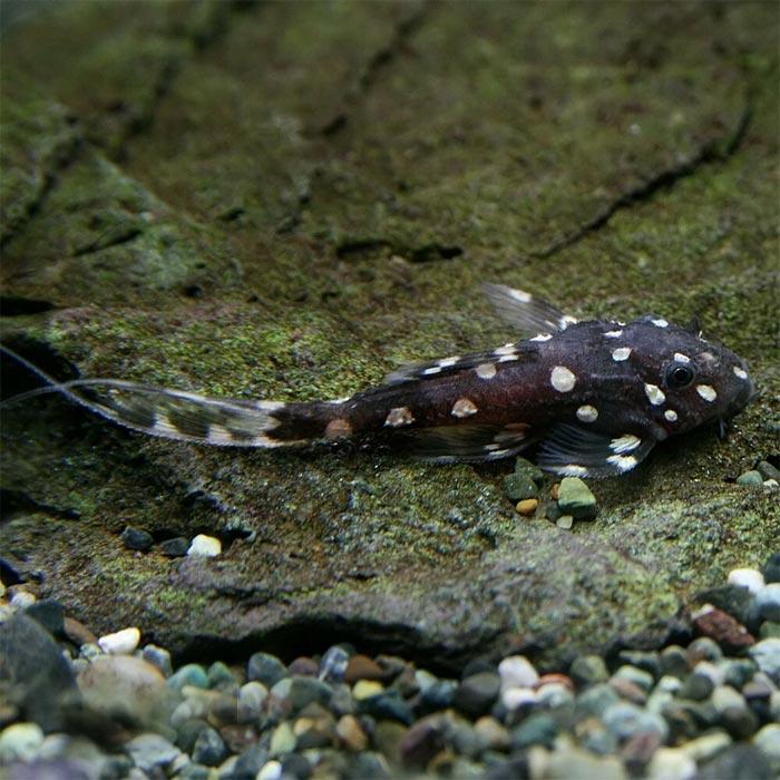 (ネオスセール)(ネオスセール)(熱帯魚)アグアプレコ 【ワイルド】(約6cm)(1匹) : 熱帯魚通販のネオス - 通販 - Yahoo ...