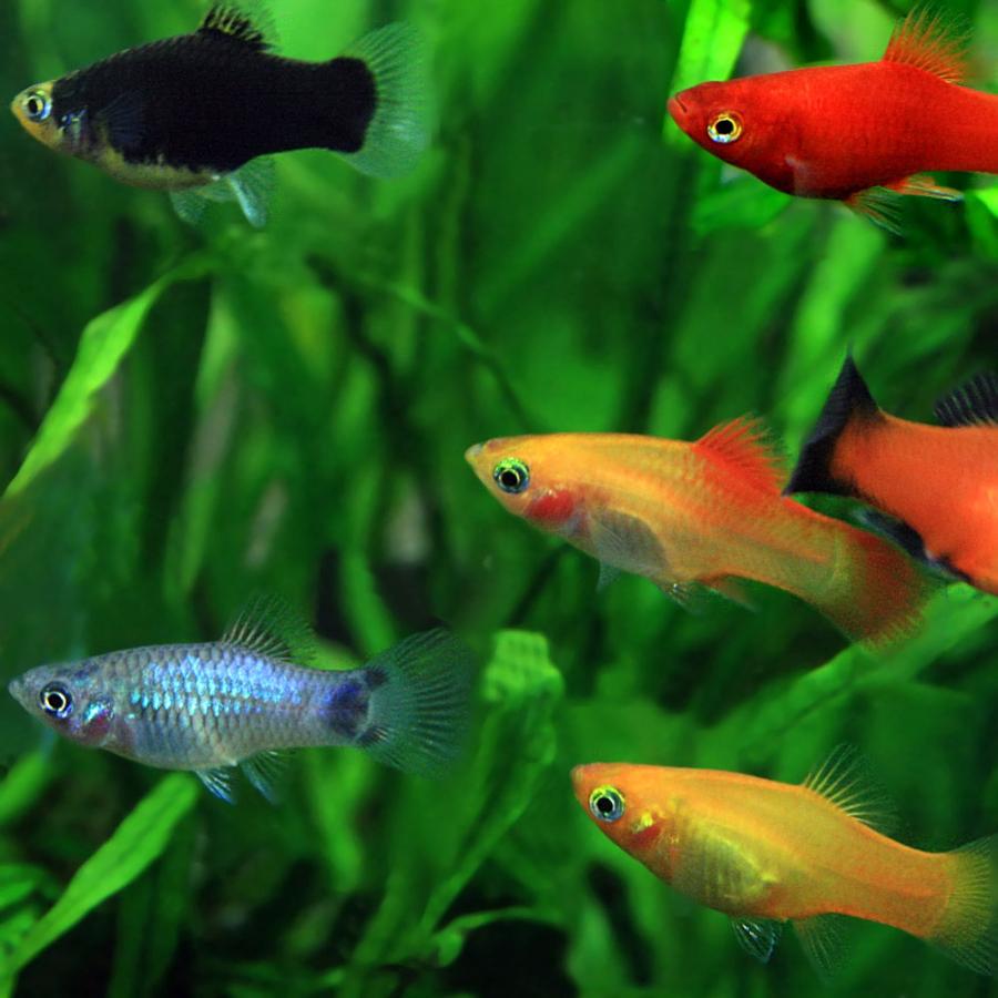 スーパーセール 熱帯魚 生体 ミックスプラティ 約３ ３ ５cm ４匹 雌雄指定 種類