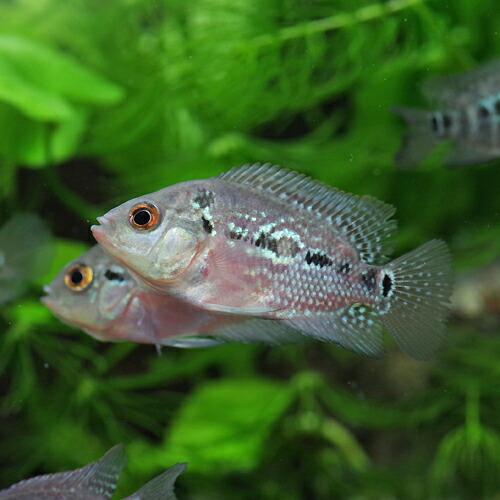 (ネオスセール)(熱帯魚 生体)フラワーホーン（花羅漢）（約2-3cm）（１匹）｜fish-y｜02