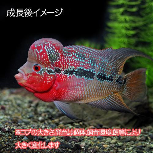 (スーパーセール)(熱帯魚 生体)フラワーホーン（花羅漢）（約５cm）（１匹）｜fish-y｜04