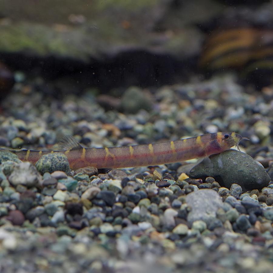 スーパーセール 熱帯魚 生体 クーリーローチ 約４ ５cm ６匹 Salesp 57 熱帯魚通販のネオス 通販 Yahoo ショッピング