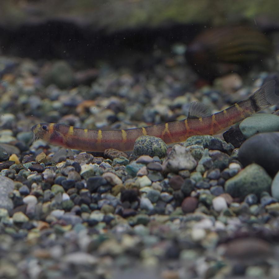 スーパーセール 熱帯魚 生体 クーリーローチ 約４ ５cm ６匹 Salesp 57 熱帯魚通販のネオス 通販 Yahoo ショッピング