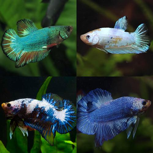 ネオスセール)(熱帯魚 ベタ)ベタ メタリカ 色おまかせ オス ネオスセール)(熱帯魚 ベタ)ベタ メタリカ 色おまかせ オス