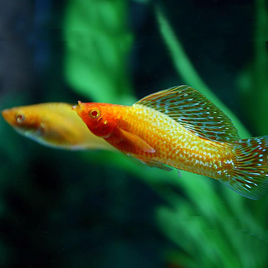 (ネオスセール)(熱帯魚 生体)ゴールデンセルフィンモーリー（約５cm）（１ペア）｜fish-y