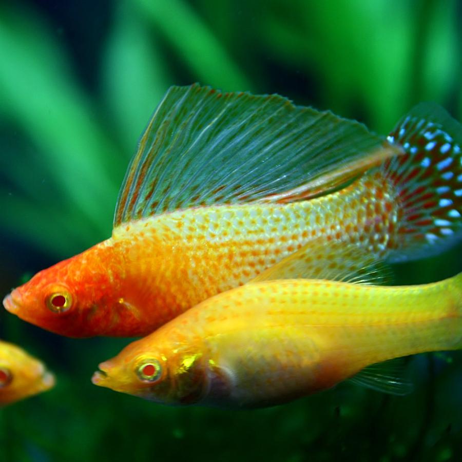 (ネオスセール)(熱帯魚 生体)ゴールデンセルフィンモーリー（約５cm）（１ペア）｜fish-y｜02