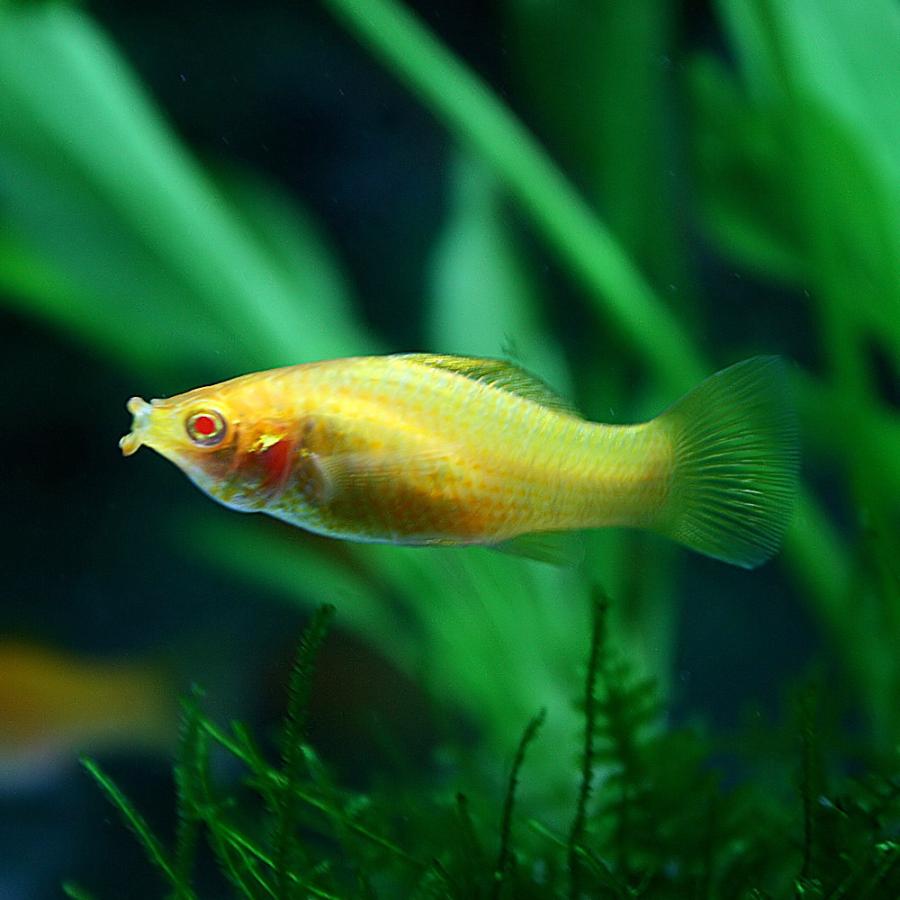 (ネオスセール)(熱帯魚 生体)ゴールデンセルフィンモーリー（約５cm）（１ペア）｜fish-y｜03