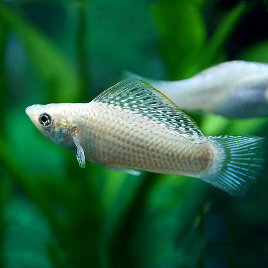 (ネオスセール)(熱帯魚 生体)シルバーセルフィンモーリー　（約５cm）（１ペア）｜fish-y
