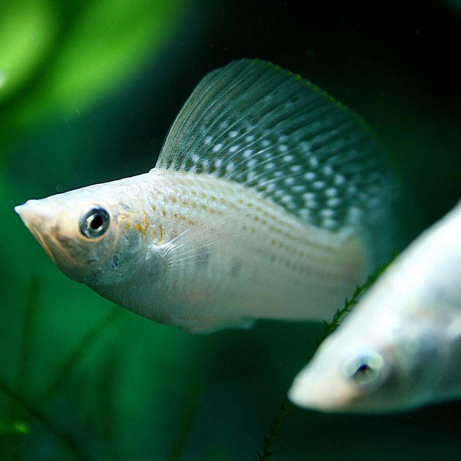 (ネオスセール)(熱帯魚 生体)シルバーセルフィンモーリー　（約５cm）（１ペア）｜fish-y｜02