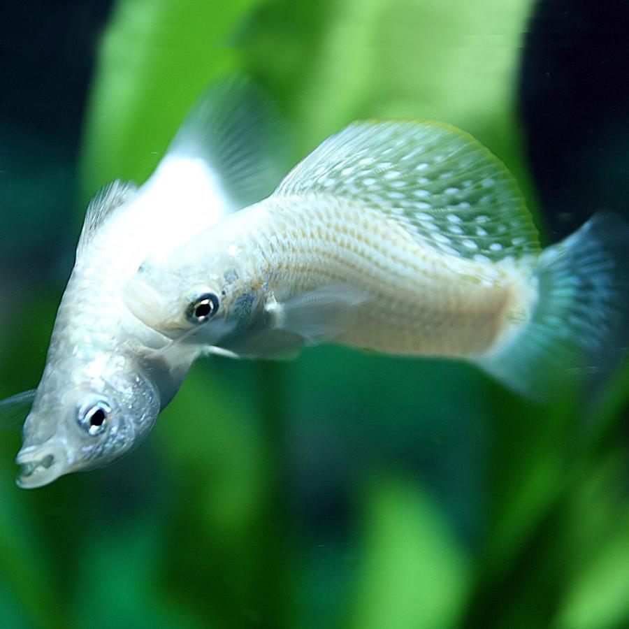 (ネオスセール)(熱帯魚 生体)シルバーセルフィンモーリー　（約５cm）（１ペア）｜fish-y｜03