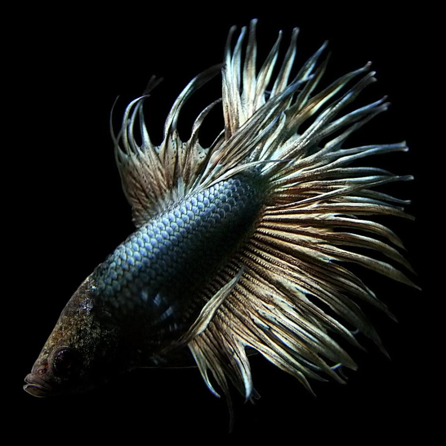 (ネオスセール)(熱帯魚 生体)ベタ　クラウンテール　オス　色おまかせ　（約４cm）（１匹）｜fish-y｜03