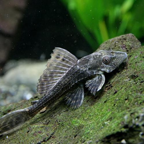 保障 スーパーセール 熱帯魚 生体 サッカープレコ ヒポプレコ 約５cm ３匹 Riversidemedicalarts Com