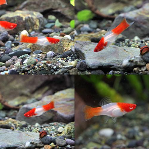 (スーパーセール)(熱帯魚 生体)アルビノ紅白ソードテール　（約３-４cm）（５匹）｜fish-y｜02