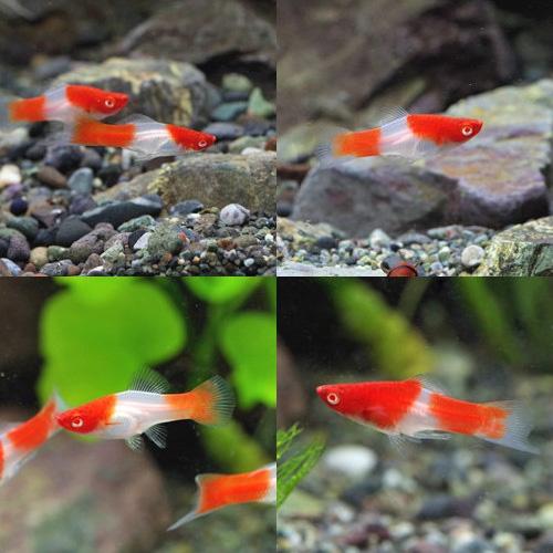 (スーパーセール)(熱帯魚 生体)アルビノ紅白ソードテール　（約３-４cm）（５匹）｜fish-y｜03