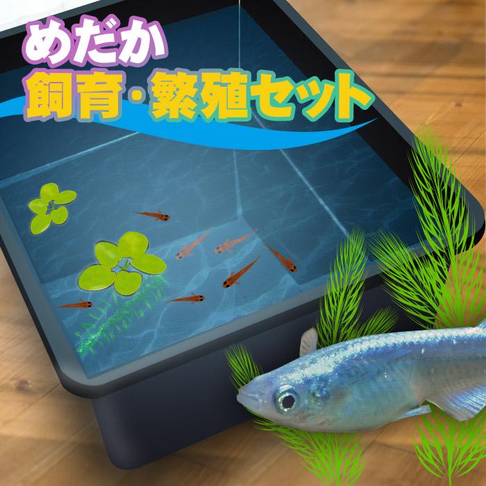 メダカ飼育・繁殖セット 桶型 黒色 初心者の方でもかんたんに繁殖まで 