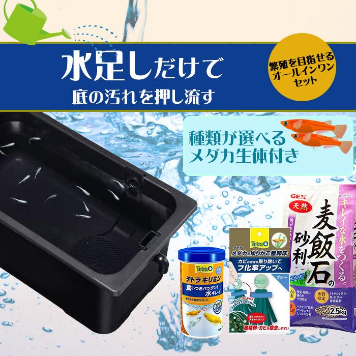水槽set】水を足すだけで楽々水換え 鉢４０黒セット メダカ生体付き