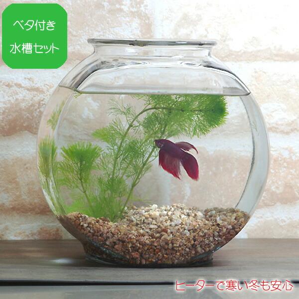 アクアリウム 用品 水槽set ベタ飼育セット ベーシック 太鼓鉢タイプ 水槽セット 飼育セット Set 1 熱帯魚通販のネオス 通販 Yahoo ショッピング