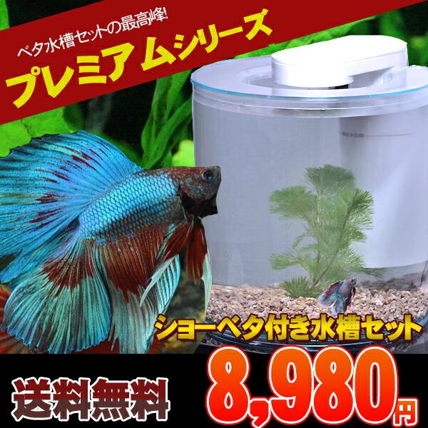 ベタ飼育セット 360アールタイプ 生体セット 水槽セット 飼育セット Set2713 3 熱帯魚通販のネオス 通販 Yahoo ショッピング