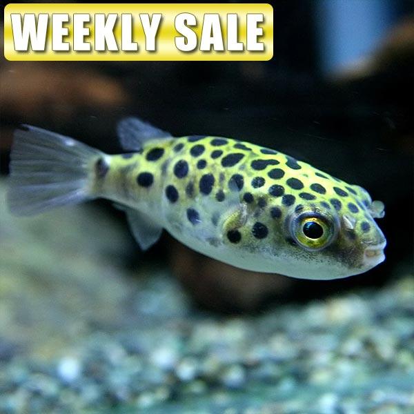 熱帯魚 週替わり限定 オレンジライヤーモーリー 約４cm ４匹 Tokyo Kataduke King Com