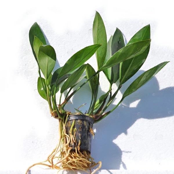 熱帯魚 週替わり限定 グリーンファイヤーテトラ 約３cm １０匹 Majesticxpress Com