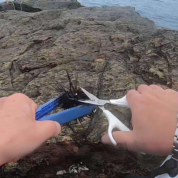 石鯛用ハサミ 格安ハサミ エサ切りハサミ ステンレスハサミ 石鯛万能