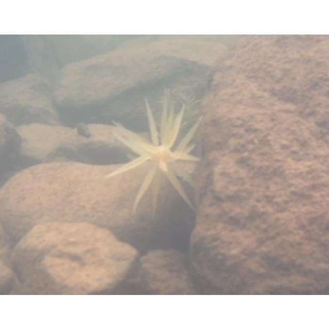 HIDEUP（ハイドアップ） HIDEUP COIKE FISH M （コイケ フィッシュM