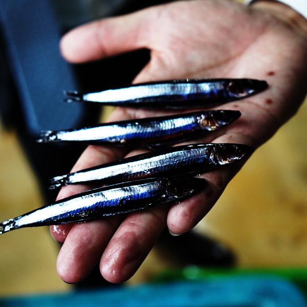 フィッシングマックスオリジナル ブラックキビナゴ お墨付き kibi タチウオ エサ ウキ釣り テンヤ 波止釣り 太刀魚 餌 クール便 爆買 |  | 03