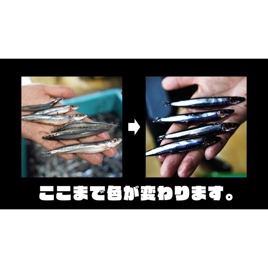 フィッシングマックスオリジナル ブラックキビナゴ お墨付き kibi タチウオ エサ ウキ釣り テンヤ 波止釣り 太刀魚 餌 クール便 爆買 |  | 07