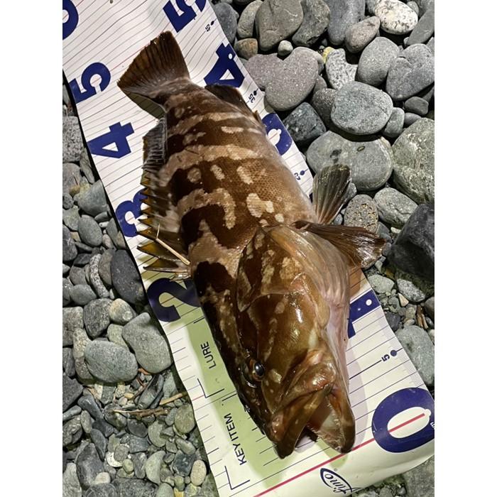 ミックスホルモン 200g クール便 海上釣堀 ブッコミ釣り 船タコ 爆買