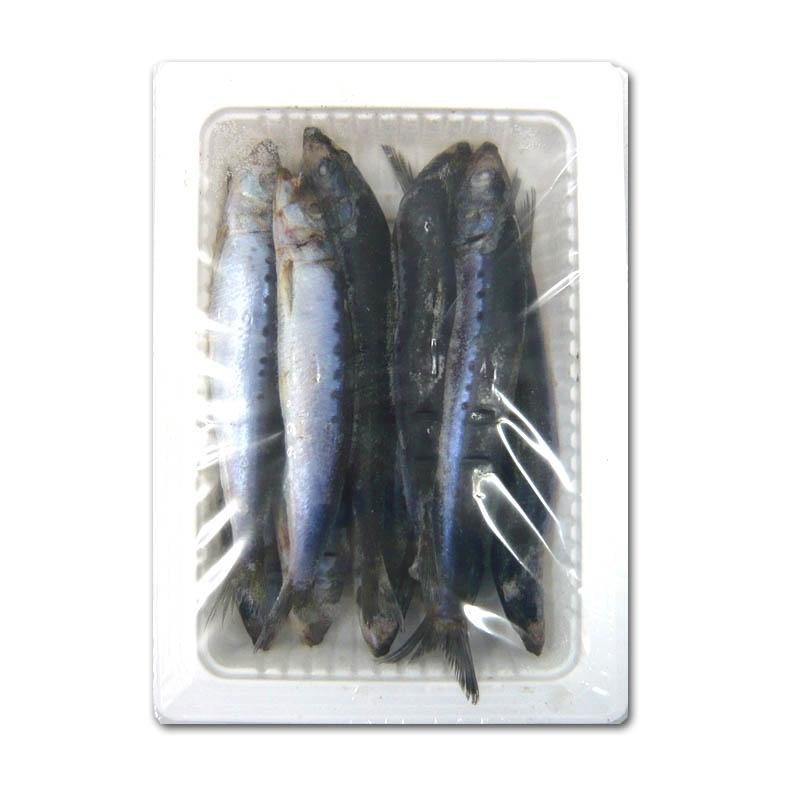浜市 テンヤ用イワシ 船用 10 11匹入り 刺し餌 タチウオ テンヤ タチウオの船釣りに最適 クール便 フィッシングマックス 通販 Paypayモール