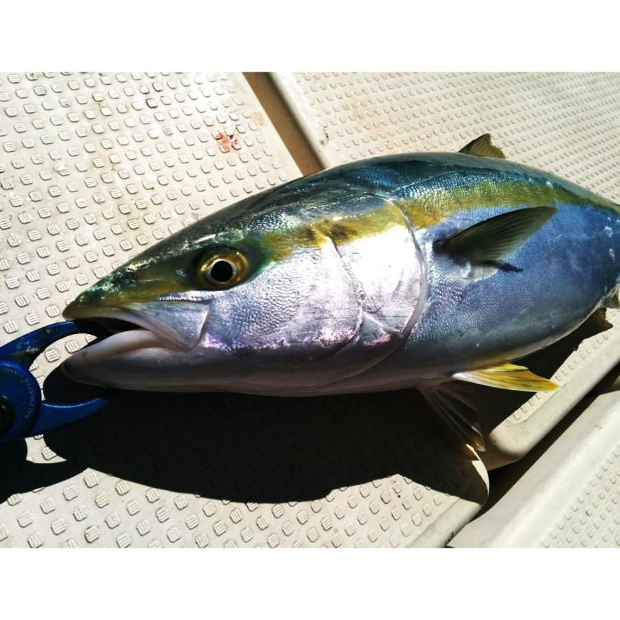 アズーロ ブレードII 180g ゴールドゼブラ｜fishingmax-webshop｜04
