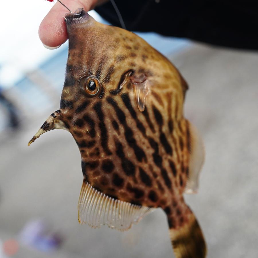 ささめ針 謎のあんこう ANK01 #106 フラミンゴン 爆買 : フィッシング