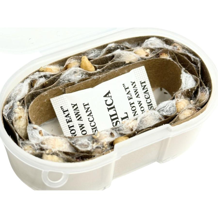 ぶどう虫 活きエサ クール便(冷蔵) 爆買 : フィッシングマックス