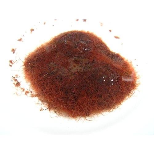 国産イトミミズ イトメ 活きエサ 50g クール便で発送 同梱不可 Postipasti It