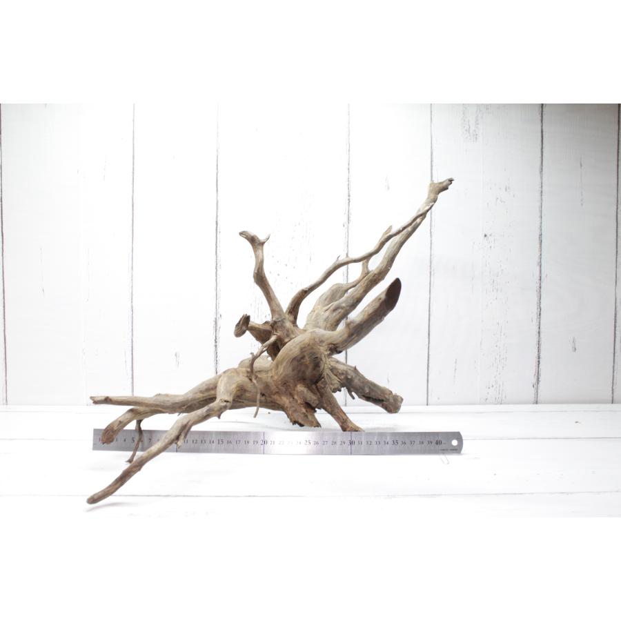 UWS エレファントウッド XL-16【天然枝流木】 