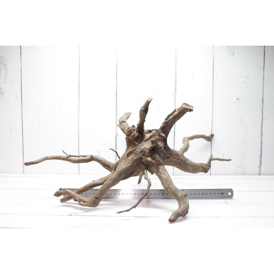 UWS エレファントウッド XL-16【天然枝流木】 