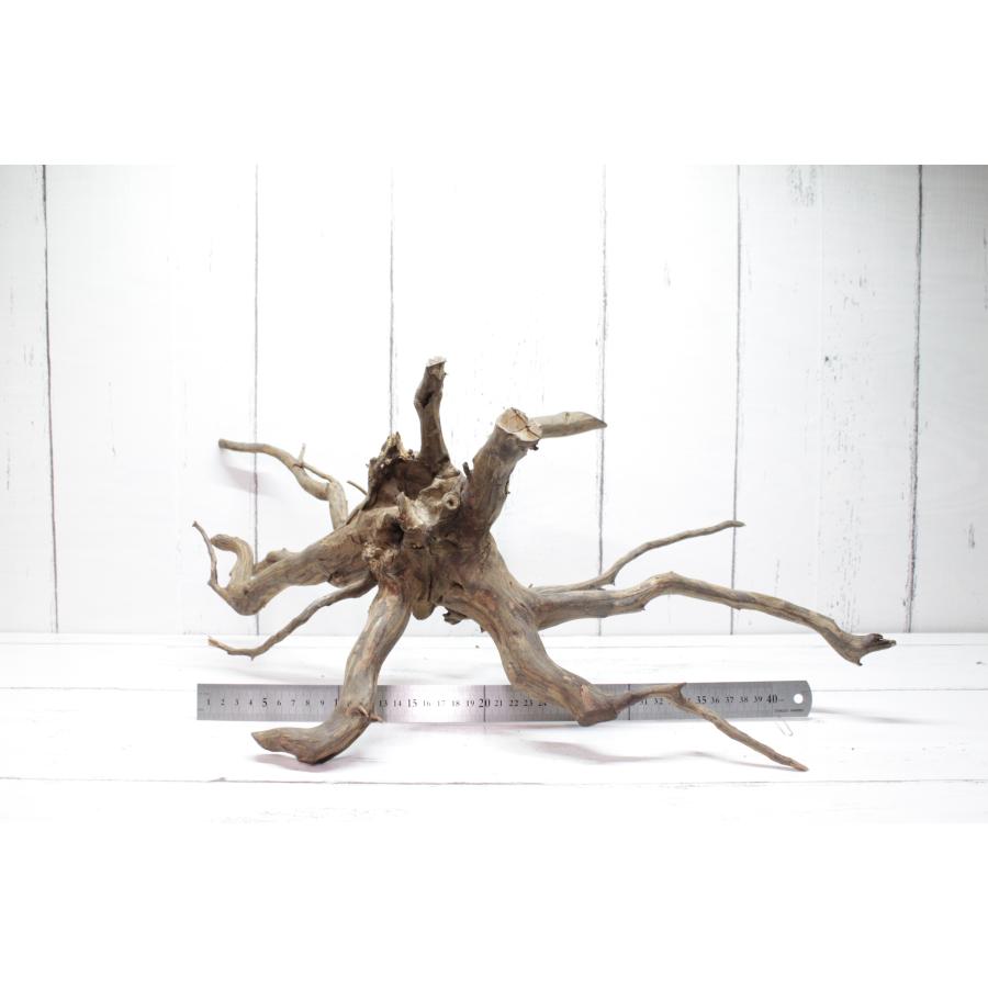 UWS エレファントウッド XL-16【天然枝流木】 