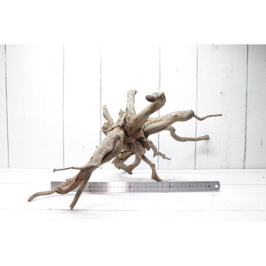 UWS エレファントウッド XL-16【天然枝流木】 