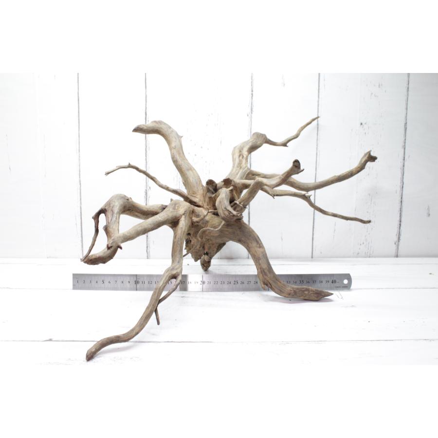 UWS エレファントウッド XL-16【天然枝流木】 