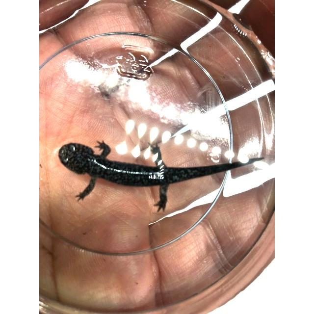 ヒダサンショウウオ トウホクサンショウウオ ※取引中 トウホクサンショウウオ（生体） ※死着補償有り（地域限定）【クール便