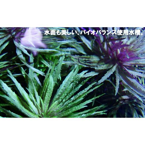 アクアシステム バイオバランス 5リットル : フィッシュジャパン