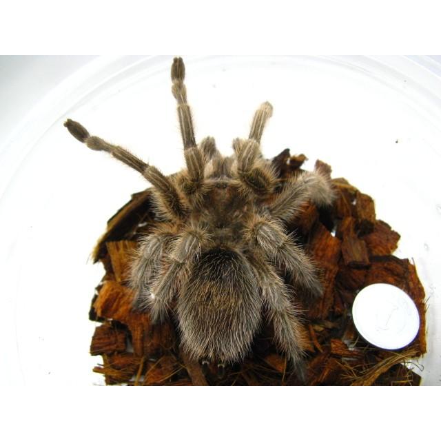 ローズヘアータランチュラ チリアン コモン B 通販可 Www Cinemanews24 Com