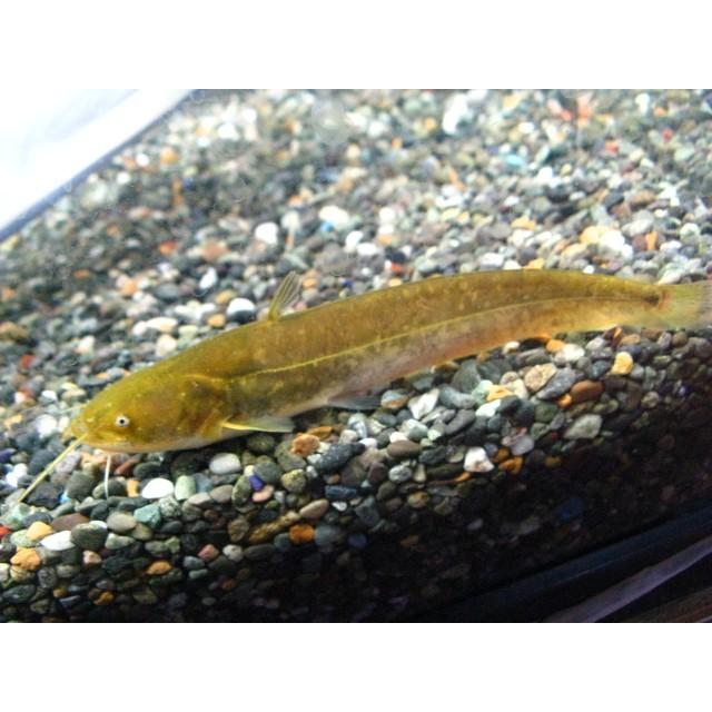 日本ナマズ ニホンナマズ 死着補償有り 地域限定 フィッシュジャパン 通販 Yahoo ショッピング