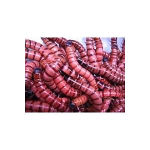 ジャイアントレッドミルワーム（レッドワーム）1kg(約800‐900匹