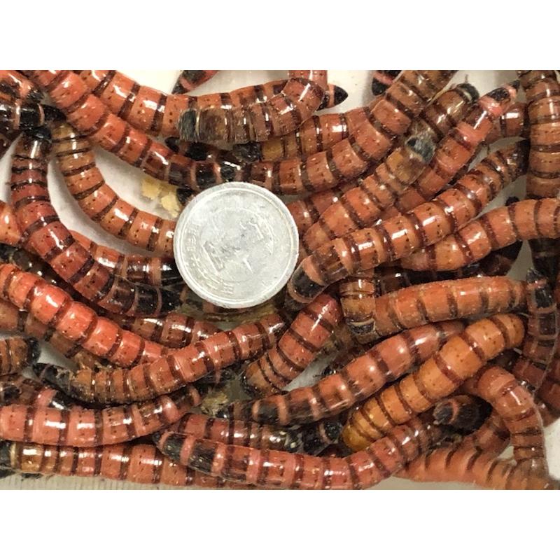 ミルワーム48個 fishjapan_51887