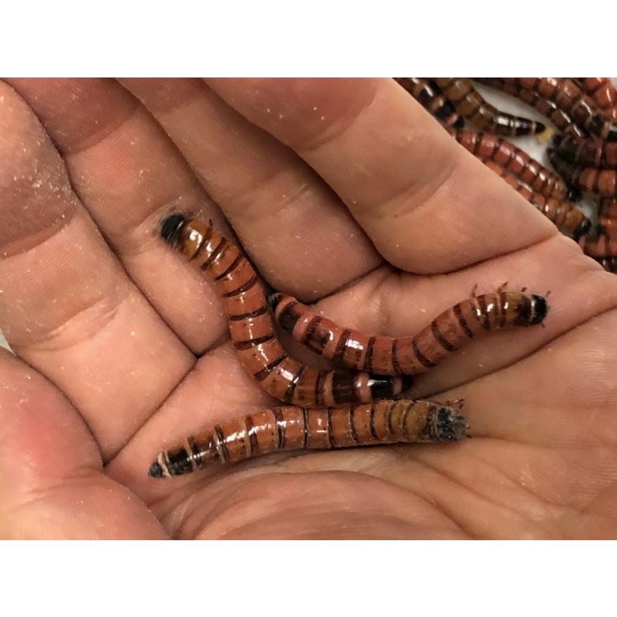 ジャイアントレッドミルワーム（レッドワーム）1kg(約800‐900匹