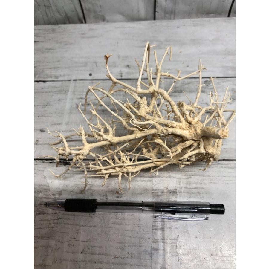 ドワーフシュラブ小枝流木 白 S 3 307 フィッシュジャパン 通販 Yahoo ショッピング