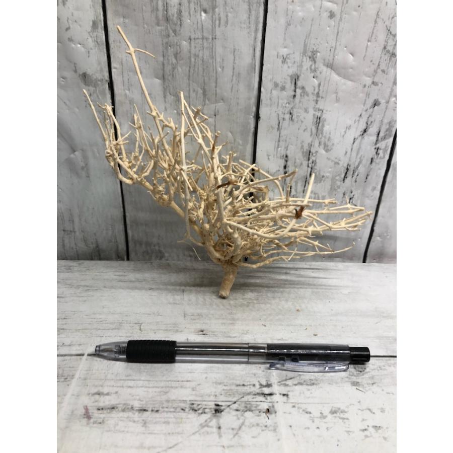 ドワーフシュラブ小枝流木 白 S 3 307 フィッシュジャパン 通販 Yahoo ショッピング