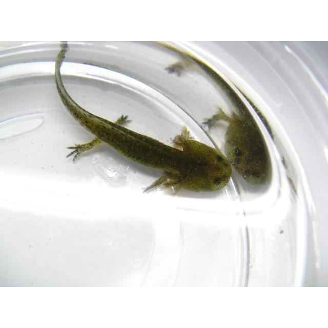 クロサンショウウオ 生体 死着補償有り フィッシュジャパン 通販 Yahoo ショッピング