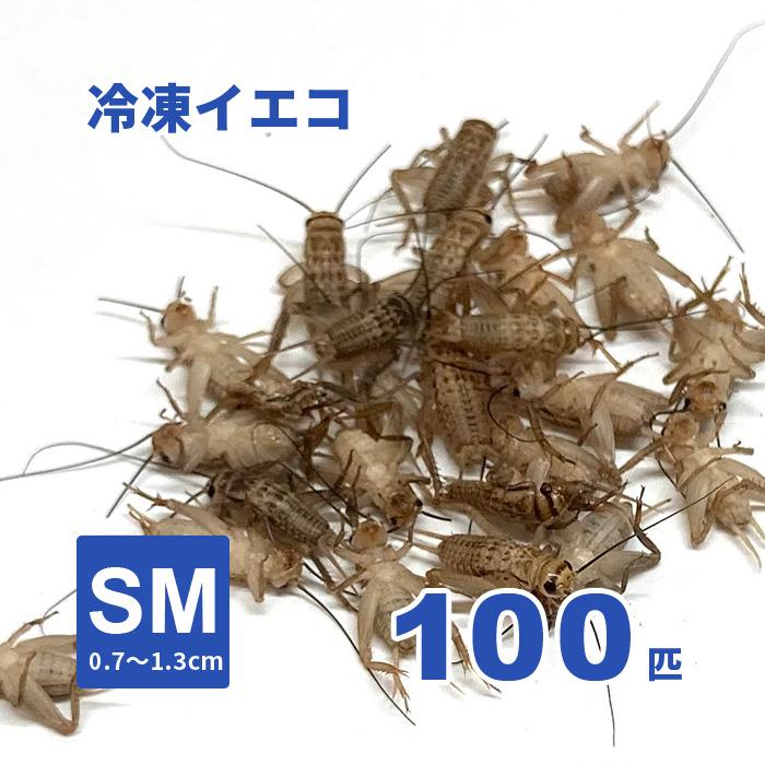 冷凍ヨーロッパイエコオロギ SMサイズ 100匹 安い 激安 プチプラ 【SALE／56%OFF】 高品質 ※クール便代込